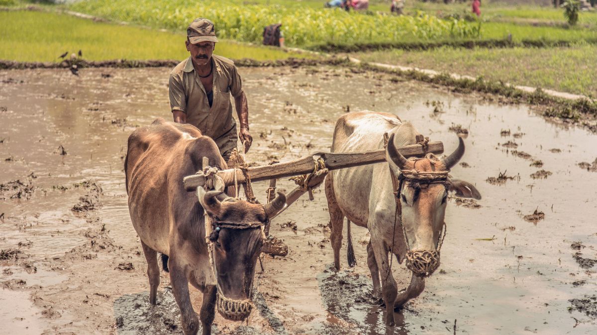up-farmers-to-earn-from-carbon-credits-by-planting-trees-on-farm-boundaries